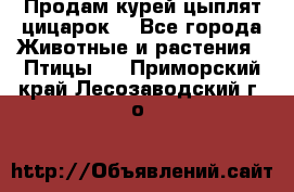 Продам курей цыплят,цицарок. - Все города Животные и растения » Птицы   . Приморский край,Лесозаводский г. о. 